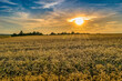 Weizenfelder im Sonnenuntergang