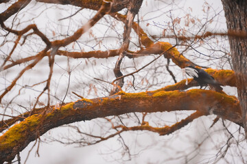 Wall Mural - snow on tree with a bird eating another bird