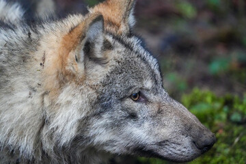 Wall Mural - side profile close up of a wolf in the zoo, fur, ears, cute