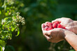 Raspberry harvest -  collecting ripe big berries - delicious fresh fruit by the female picker.