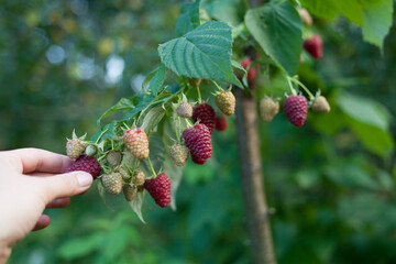 Wall Mural - Raspberry harvest -  collecting ripe fruit by the female picker.