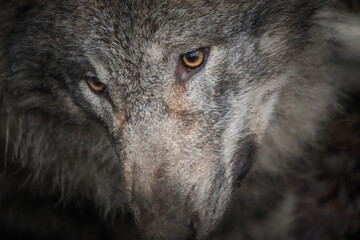 Wall Mural - close up of a wolf face, wildlife portrait, taken in Tierpark Langerberg, Switzerland, Swiss. wolf head portrat