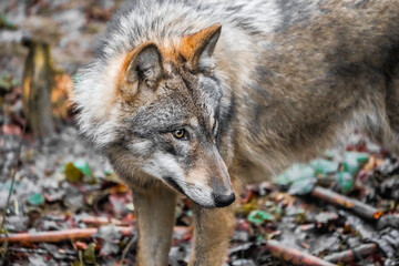 Wall Mural - close up of a wolf head, wolf portrait, dramatic lighting