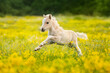 Little shetland pony foal running in the field with flowers