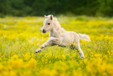 Fototapeta Konie - Little shetland pony foal running in the field with flowers