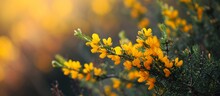 Vibrant Yellow Flowers In Gorse: Ulex Plant Showcases The Beauty Of Yellow Flowers In Gorse, A Stunning Ulex Plant