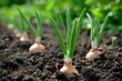 Thriving in the rich soil, the leafy green tops of onion plants signal the promise of a bountiful harvest, their bulbs buried deep within the earth, patiently waiting to be unearthed as a humble yet 