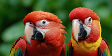 Multi-colored Tropical Parrots Against A Background Of Green Plants, Close-up In Front Of The Camera.