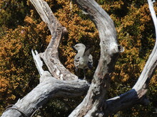 A Northern Mockingbird Perched On A Branch At The Edwin B. Forsythe National Wildlife Refuge, Galloway, New Jersey.