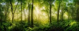 Fototapeta Krajobraz - A panoramic view capturing the ethereal beauty of sun rays piercing through the lush green foliage of a dense forest.