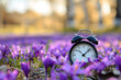 © Magryt - Alarm clock among blooming crocuses, spring forward concept. Spring time change, first spring flowers, daylight saving time. Daylight savings, lose an hour.