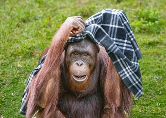 orangutan