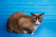 Gato comun europeo en reposo viendo de frente. Serio no quiere posar para la foto con fondo arrugado azul turqueza.