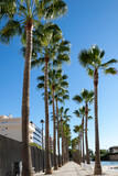Fototapeta Sawanna - Palm trees in Malaga city, Costa Blanca, Spain. Long avenue in Mediterráneo Park.