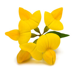 Wall Mural - Ccommon bird's foot trefoil