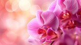 Fototapeta Storczyk - Pink orchids on a soft focus pink background
