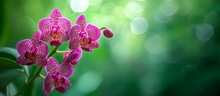 Stunning Mini Orchid Stands Out Against Lush Green Background, Mini Orchid Against Green Background, Mini Orchid Pops Against Vibrant Green Background