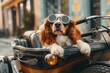 Spaniel dog with goggles in the sidecar of a classic motorcycle.