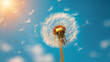 Worm‘ s eye view of a beautiful dandelion, blue sky and a sunny day.
