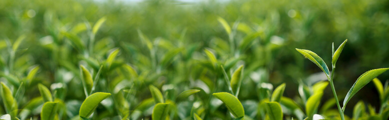 Wall Mural - Banner Green tea tree leaves field young tender bud herbal Green tea tree in camellia sinensis organic farm. Panorama Fresh Tree tea leaf plant green nature in herbal farm background with Copy Space