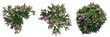 Top view jungle flower,Syringa vulgaris isolated transparent background.3d rendering PNG