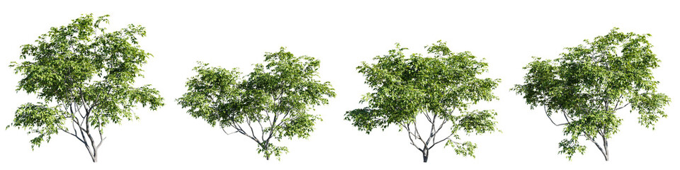 Poster - Acer ginnala isolate transparent background.3d rendering PNG