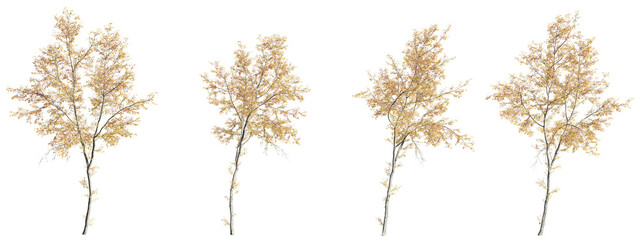 Fototapete - Deciduous trees isolate transparent background.3d rendering PNG