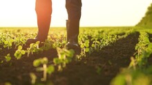 Agriculture Farmer Feet Walking Along Green Sprouts Sunset, Farming Concept, Fertile Soil Soybean Business, Green Sprouts Sunset Farm, Agronomist Farmer Engineer Rubber Boots, Agricultural Business