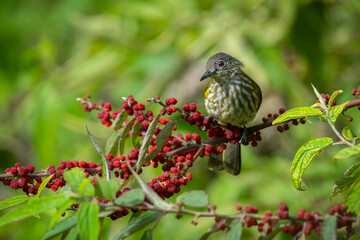 Wall Mural - Olive bulbul Iole virescens feeding on wild berries over montane forest in mount Lawu East Java, with natural bokeh background