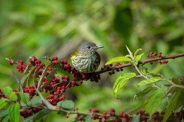 Wall Mural - Olive bulbul Iole virescens feeding on wild berries over montane forest in mount Lawu East Java, with natural bokeh background