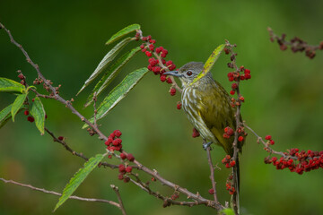 Wall Mural - Olive bulbul Iole virescens feeding on wild berries over montane forest in mount Lawu East Java, with natural bokeh background
