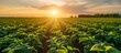 Sunset view of a thriving soybean plantation in the countryside.