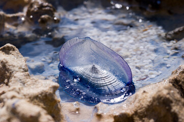 jellyfish on the beach Velella o barchetta di San Pietro (Velella velella Linnaeus, 1758).Is Arutas, Cabras, OR, Sardegna. Italia