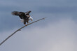 Bald Eagle Alighting on Tree Branch With Outstretched Wings