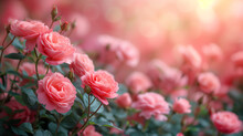Pink Roses In Full Bloom During Gardening Season In Summer Field