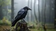 In the realm of avian wildlife, the raven's elegance is unmatched in its simplicity.