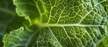 Close-up Macro Of The Patterned Inner Part Of A Green Savoy Cabbage Leaf, Ideal For Background Wallpaper.