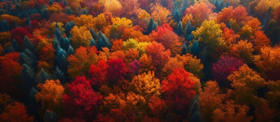 Wall Mural - Vibrant Autumn Colors Transform the Forest into a Breathtaking Fall Scene in the Countryside