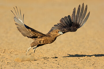 Sticker - Immature bateleur eagle (Terathopius ecaudatus) taking off, Kalahari desert, South Africa.