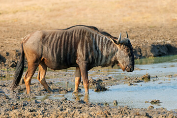 Poster - A blue wildebeest (Connochaetes taurinus) at a waterhole, Kruger National Park, South Africa.