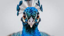 Male Indian Peafowl In Front Of White Background