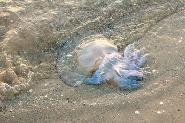 Wall Mural - Jellyfish on the seashore at sunset