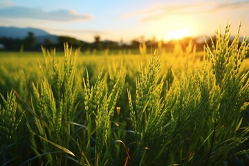 Wall Mural - Rice fields in the process of growth are ready to harvest with the rising sun in the background