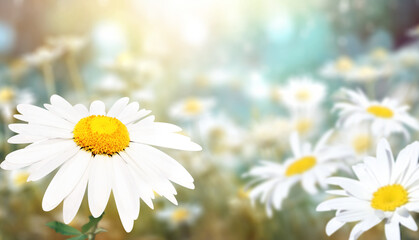 Aufkleber - Wild flowers of chamomile in a meadow on sunny nature spring background. Summer scene with camomile flower in rays of sunlight. Close-up or macro