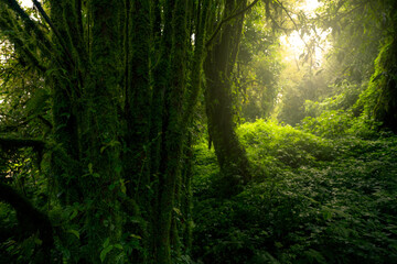 Wall Mural - dense dark green trees forest with moss on tree trunk. forest ecosystem. biodiversity of forest. gre