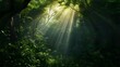 © PSCL RDL - dark rainforest sun rays through the trees rich jungle greenery atmospheric fantasy forest 3d illustration