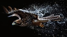 Hawk In Black Background With Water Splash