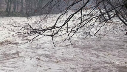 Wall Mural - Ukraine, Carpathians, Transcarpathia, severe flooding in the mountains in winter after rains, a mass of water flows into the valleys, a tree branch falls into the water and endlessly plays with the mo