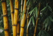 Tranquil Forest Scene With Tall Yellow Bamboo Stalks And Lush Green Foliage