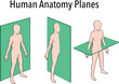 Anatomical planes of section, showing sagittal, coronal and transverse planes through a male body. Created in Adobe Illustrator. Contains transparent objects. EPS 10.